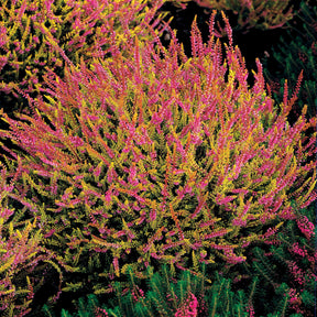 Verkauf Sommerheide Mischung (x6) - Calluna vulgaris