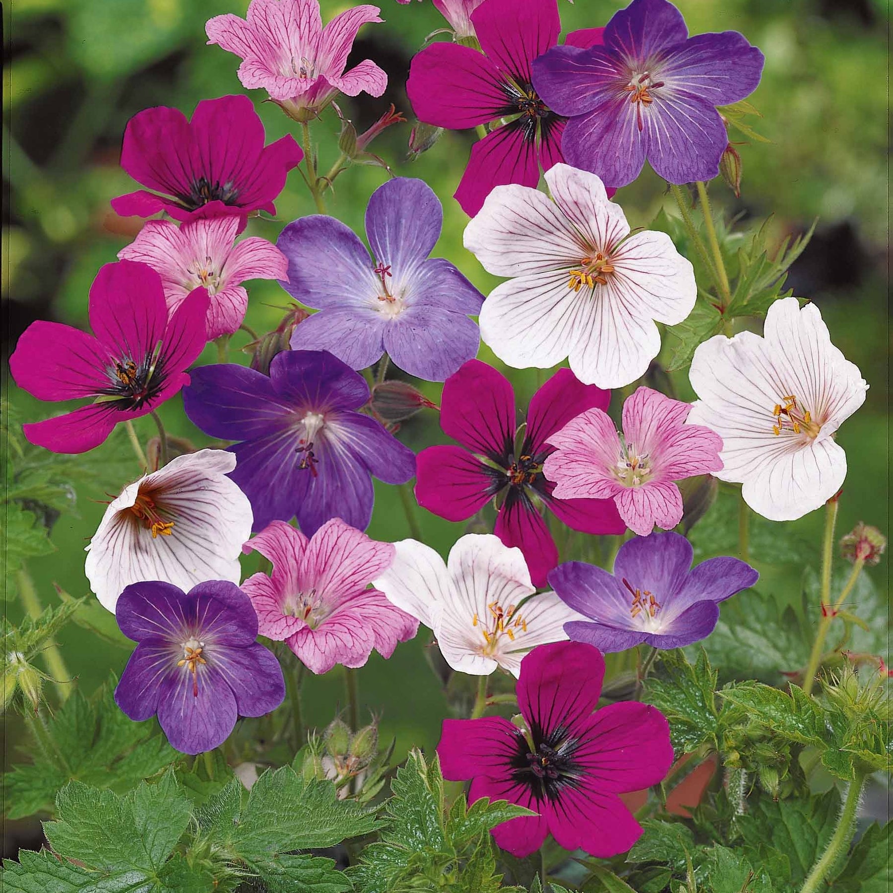 Storchschnabel 'Rainbow' Mischung (x5) - Willemse