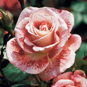 Kollektion Edelrosen ( Famosa +  Whisky +  Double Delight) (x3) - Rosa 'famosa', 'whisky', 'double delight' - Pflanzensorten