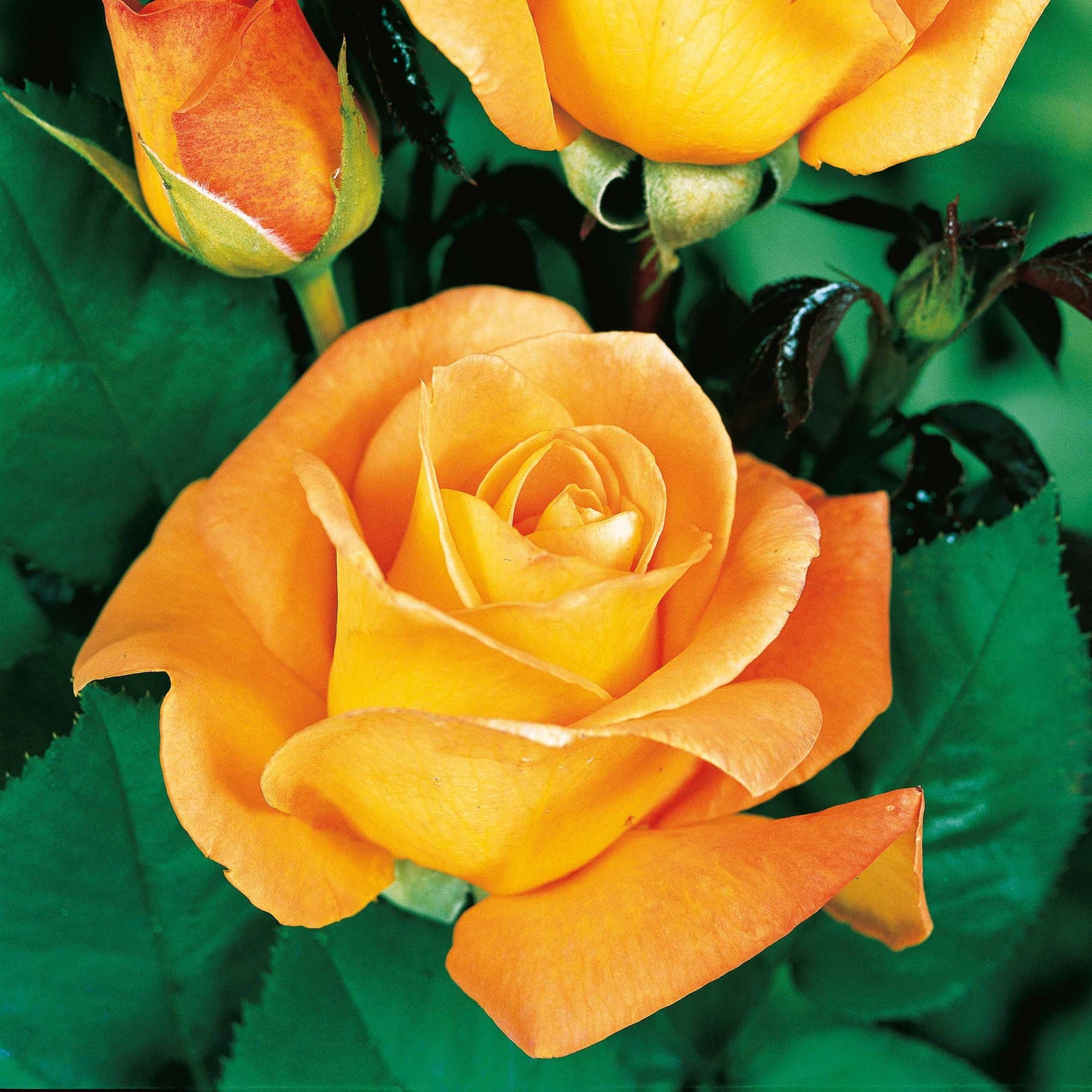Rosa 'famosa', 'whisky', 'double delight' - Beetrosen-Kollektion (x3) - Rosen - Nackte Wurzeln