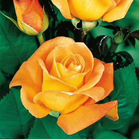 Rosa 'famosa', 'whisky', 'double delight' - Beetrosen-Kollektion (x3) - Rosen - Nackte Wurzeln