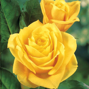 Rosa 'hadangel', 'oklahoma', 'pink perfume', 'oran - Straußrosen-Kollektion (x5) - Rosen
