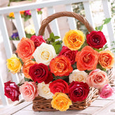 Strauchrosen Mischung (x10) - Rosa - Willemse