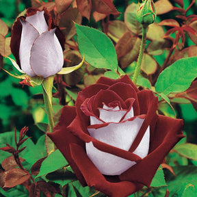 Beetrosen-Kollektion (x3) - Rosa 'osiria', 'famosa','double delight' - Willemse