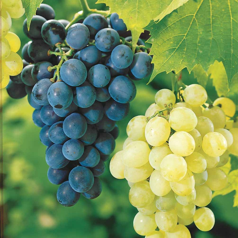 Weinreben-Kollektion 'Muscat de Hambourg' & 'Chasselas de Fontainebleau' (x2) - Willemse