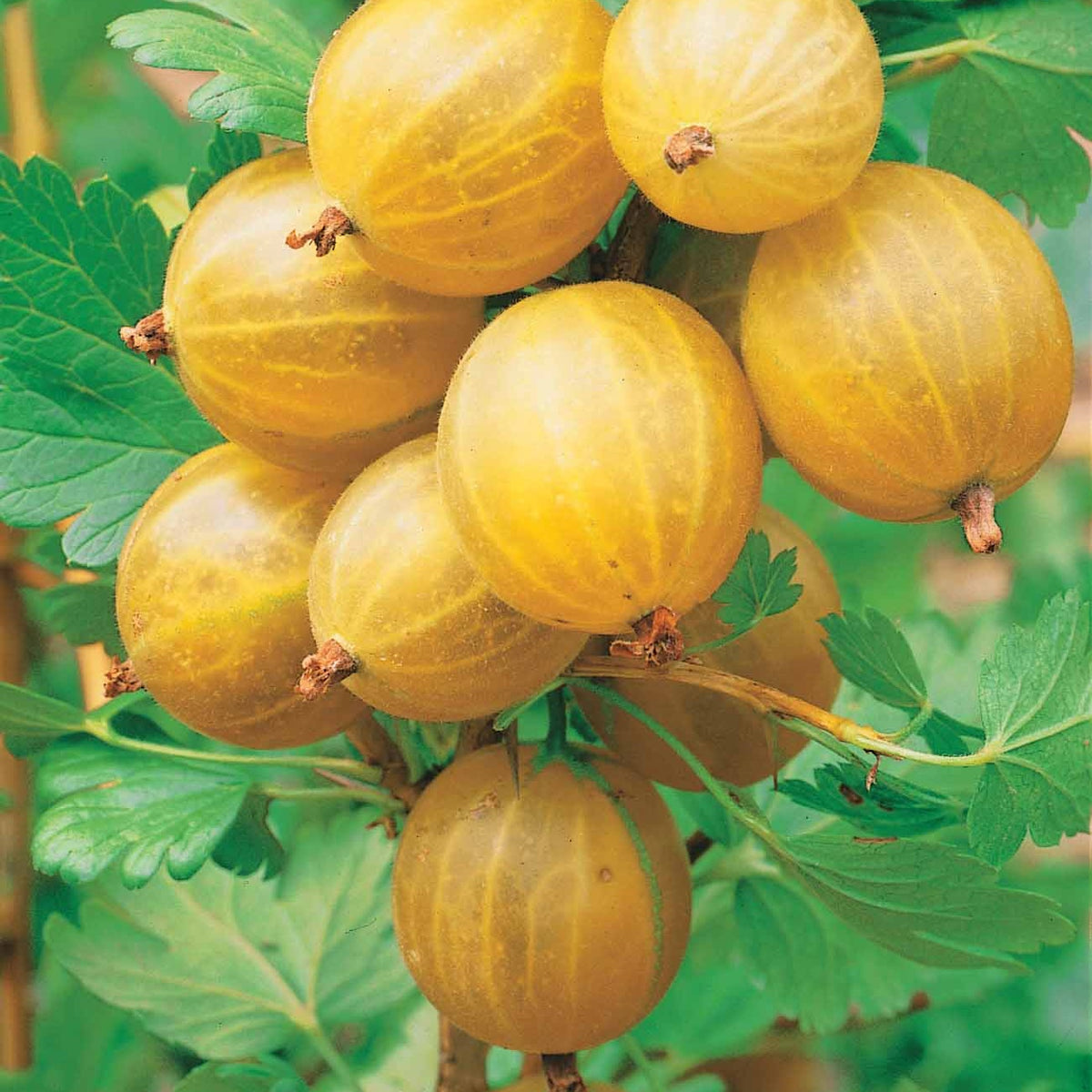 Stachelbeer-Kollektion (x4) - Ribes uva-crispa Winham's Industry, Anglaise Blanche - Willemse