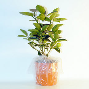 Zitrusfrüchte - Zitrus-Kollektion Kumquat & Zitronenbaum (x2) - Citrus lemon vulcan + fortunella
