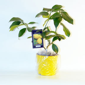 Verkauf Zitrus-Kollektion Kumquat & Zitronenbaum (x2) - Citrus lemon vulcan + fortunella