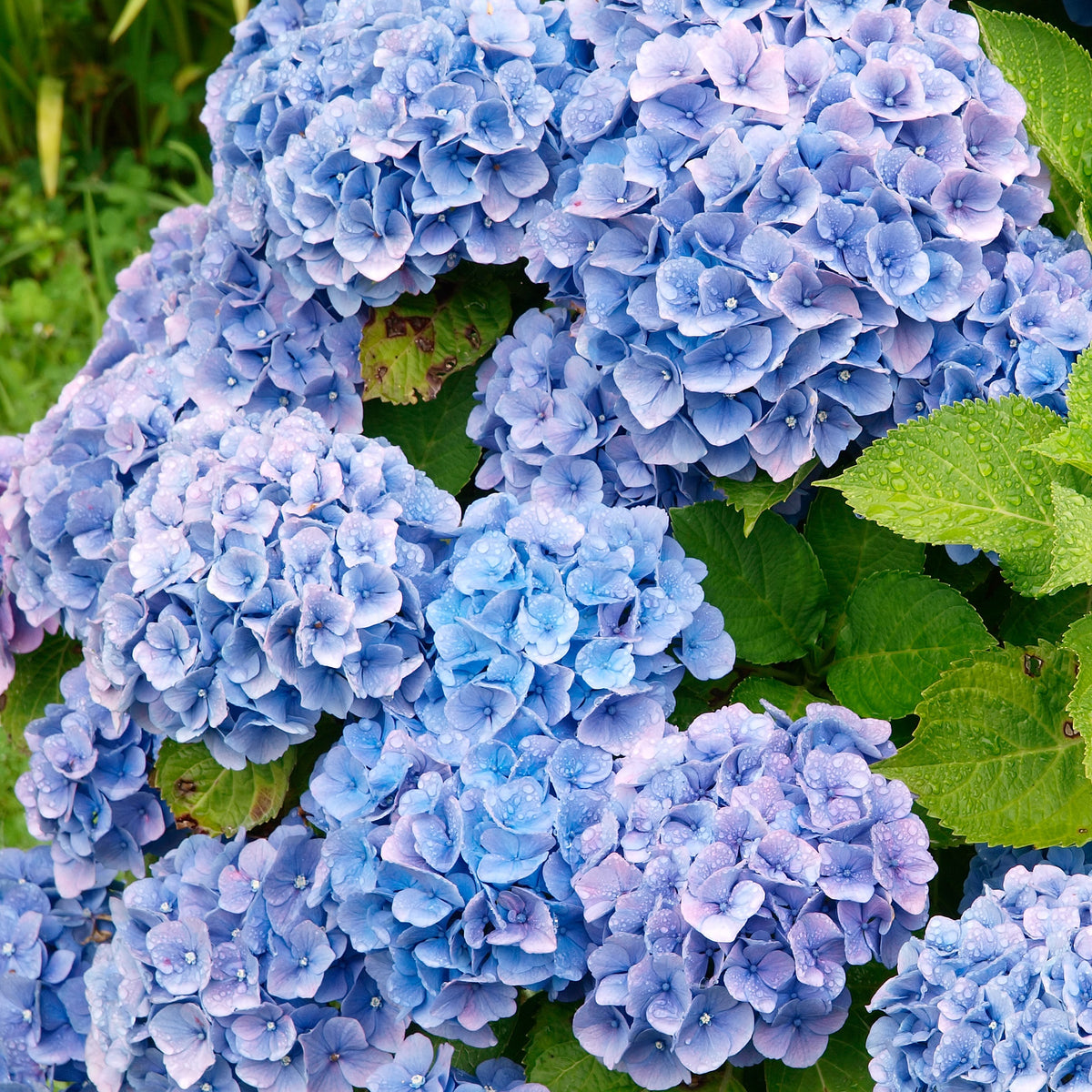 Hortensien-Sammlung: rot, blau, rosa (x3) - Hydrangea macrophylla