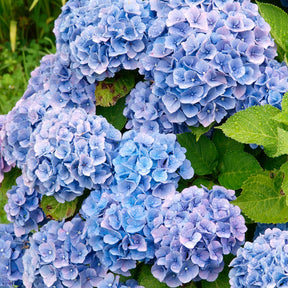Hortensien-Sammlung: rot, blau, rosa (x3) - Hydrangea macrophylla