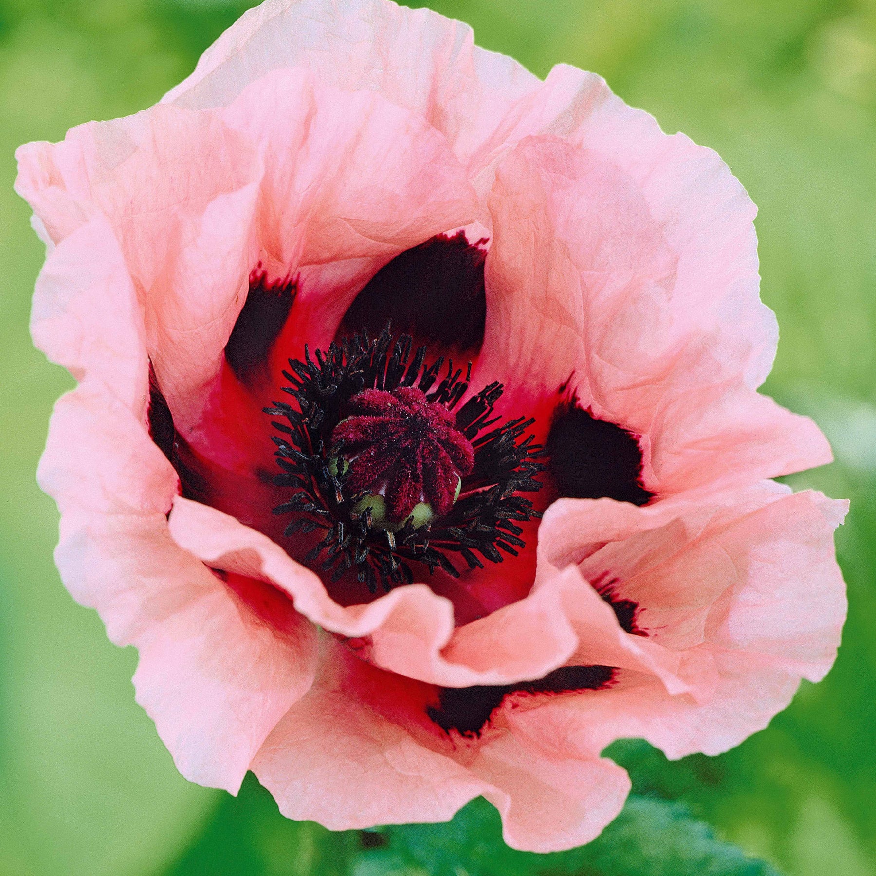 Orientalischer Mohn 'Little Candy Floss' (x3) - Willemse