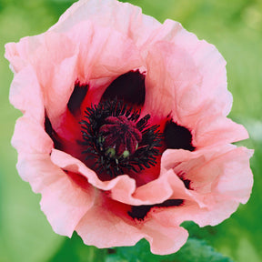Orientalischer Mohn 'Little Candy Floss' (x3) - Willemse