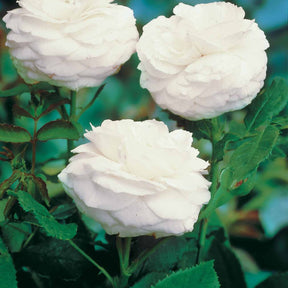 Verkauf Botanische Rosen (x2) - Rosa rugosa hansa , boule de neige