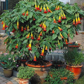 Brugmansia-Sammlung: Rot und Gold, Gelb, Rosa. (x3) - Brugmansia - Willemse