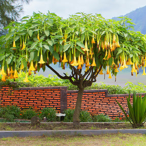 Brugmansia - Brugmansia-Sammlung: Rot und Gold, Gelb, Rosa. (x3) - Brugmansia