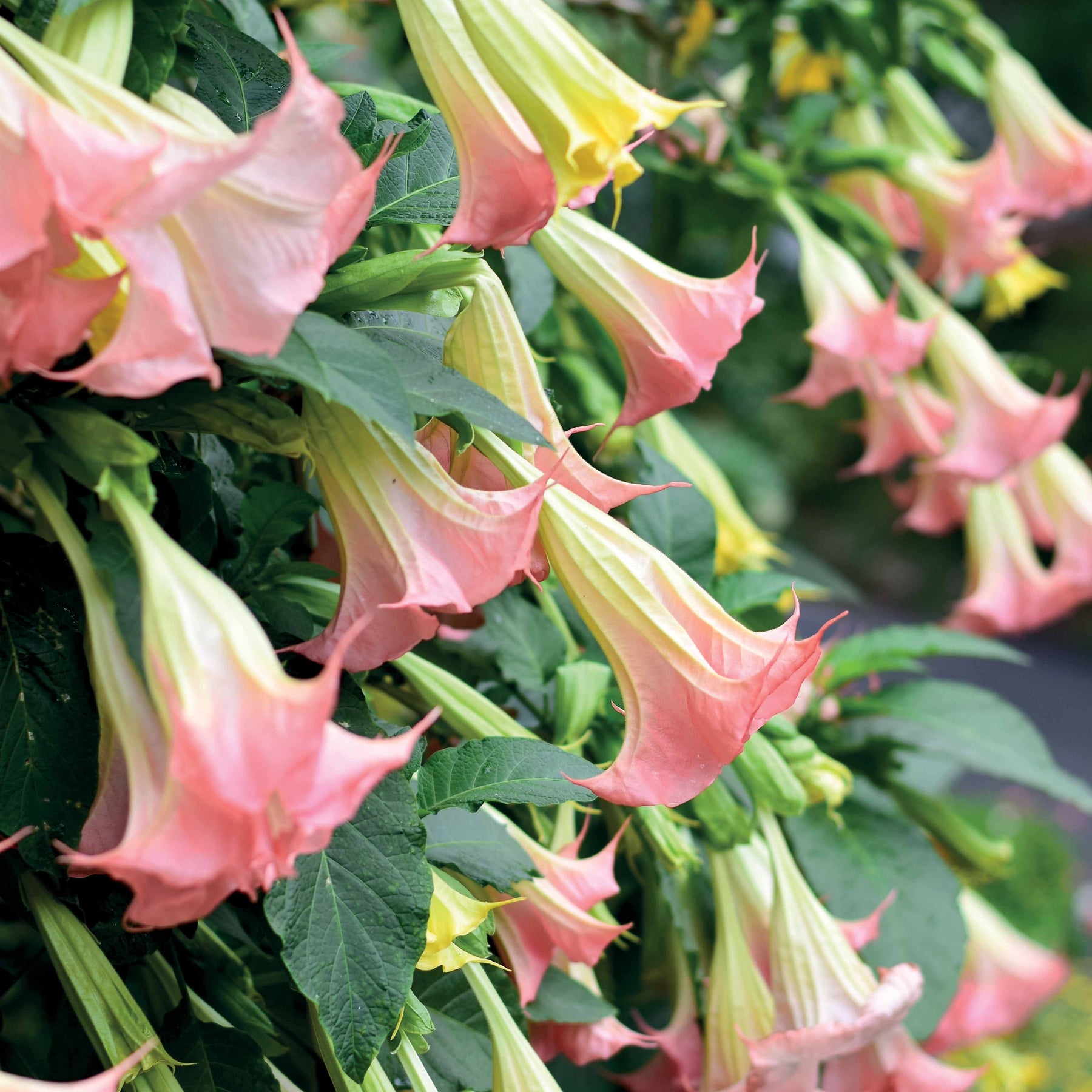 Brugmansia-Sammlung: Rot und Gold, Gelb, Rosa. (x3) - Brugmansia - Willemse