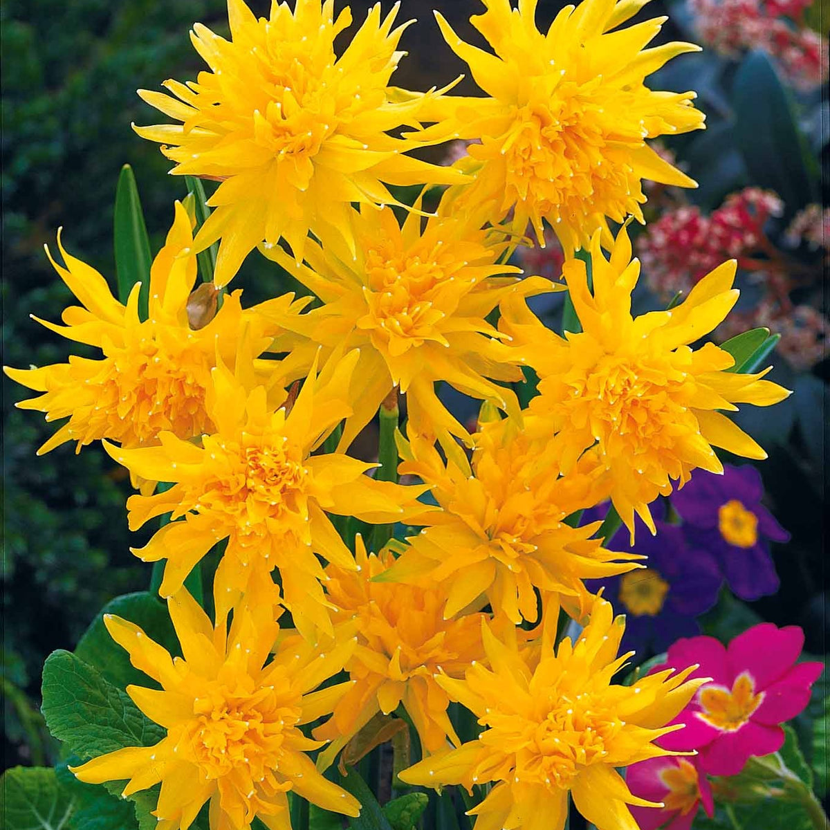Kollektion mini Narzissen (x30) - Narcissus 'jet fire', 'rip van winkle','tête à têt - Willemse
