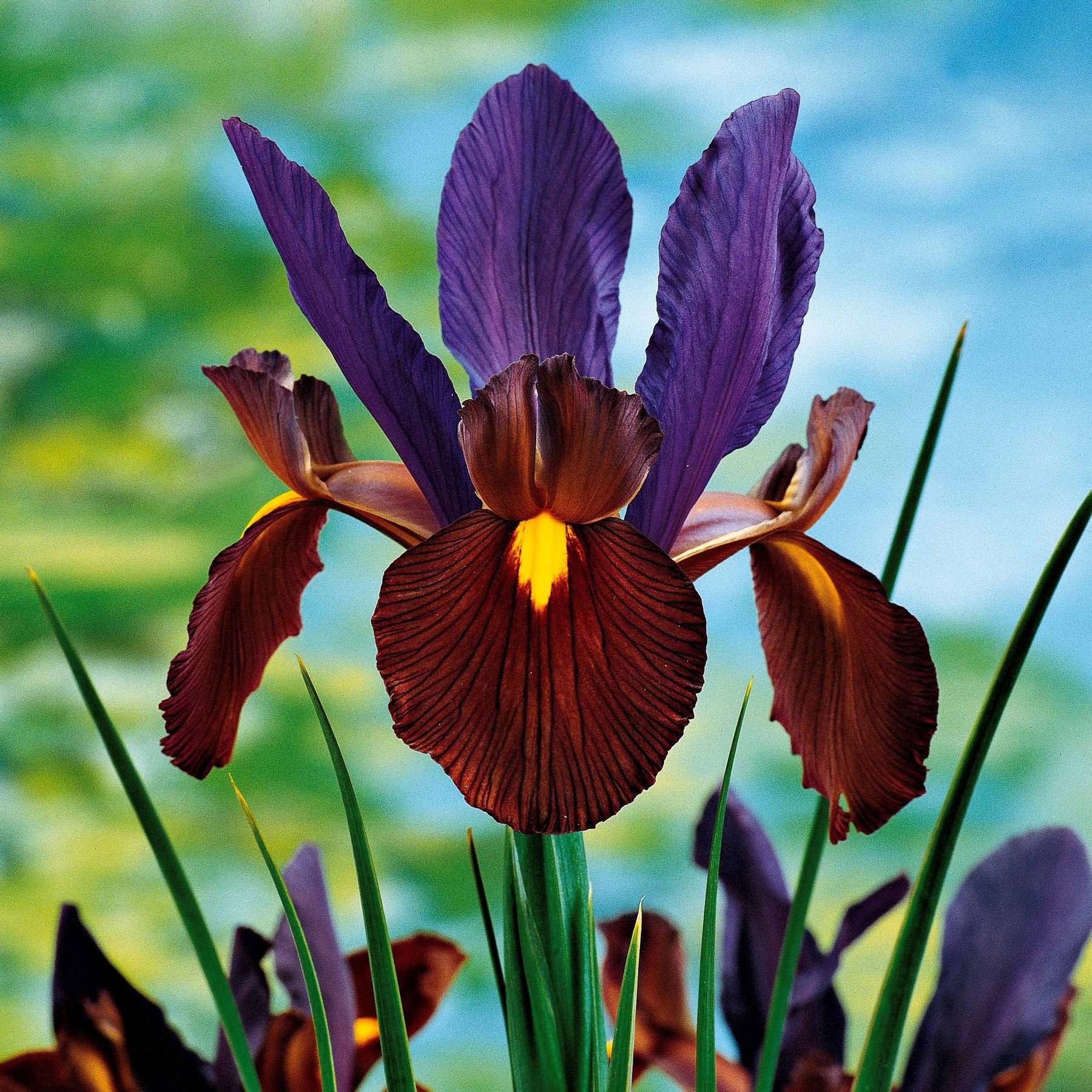 Holländische Schwertlilien Mischung (x40) - Iris hollandica frans hals, rosario, tiger eyes, b - Willemse
