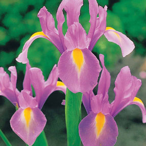 Iris hollandica frans hals, rosario, tiger eyes, b - Holländische Schwertlilien Mischung (x40) - Iris-Zwiebeln