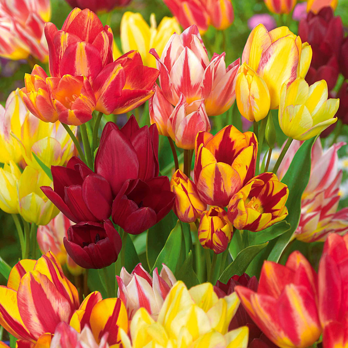Mehrblütige Tulpen Mischung (x10) - Willemse