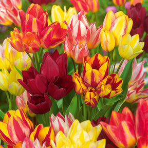 Mehrblütige Tulpen Mischung (x10) - Willemse