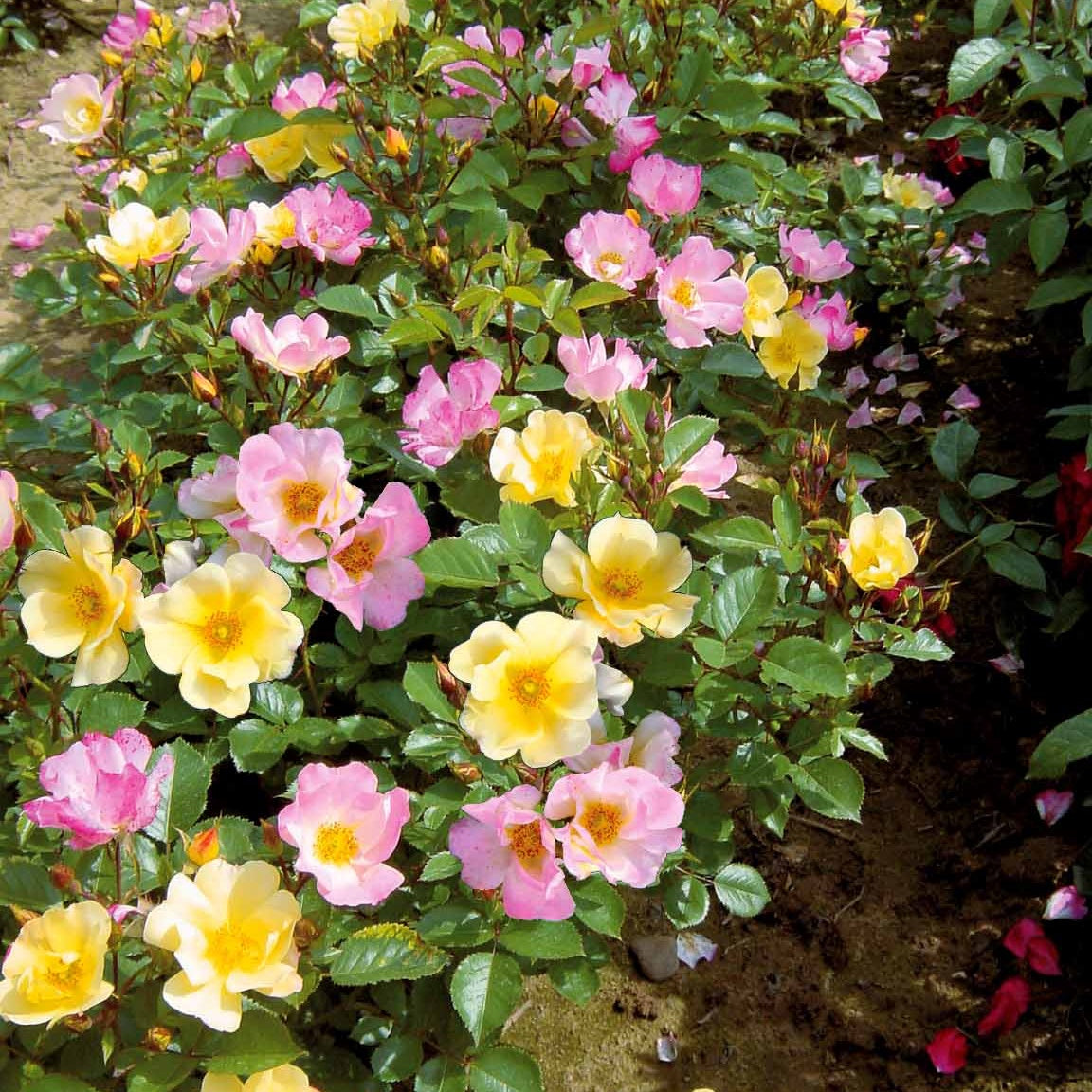Kollektion Bodendeckerrosen (Happy Chappy + Wonderland) (x6) - Rosa happy chappy , wonderland - Willemse