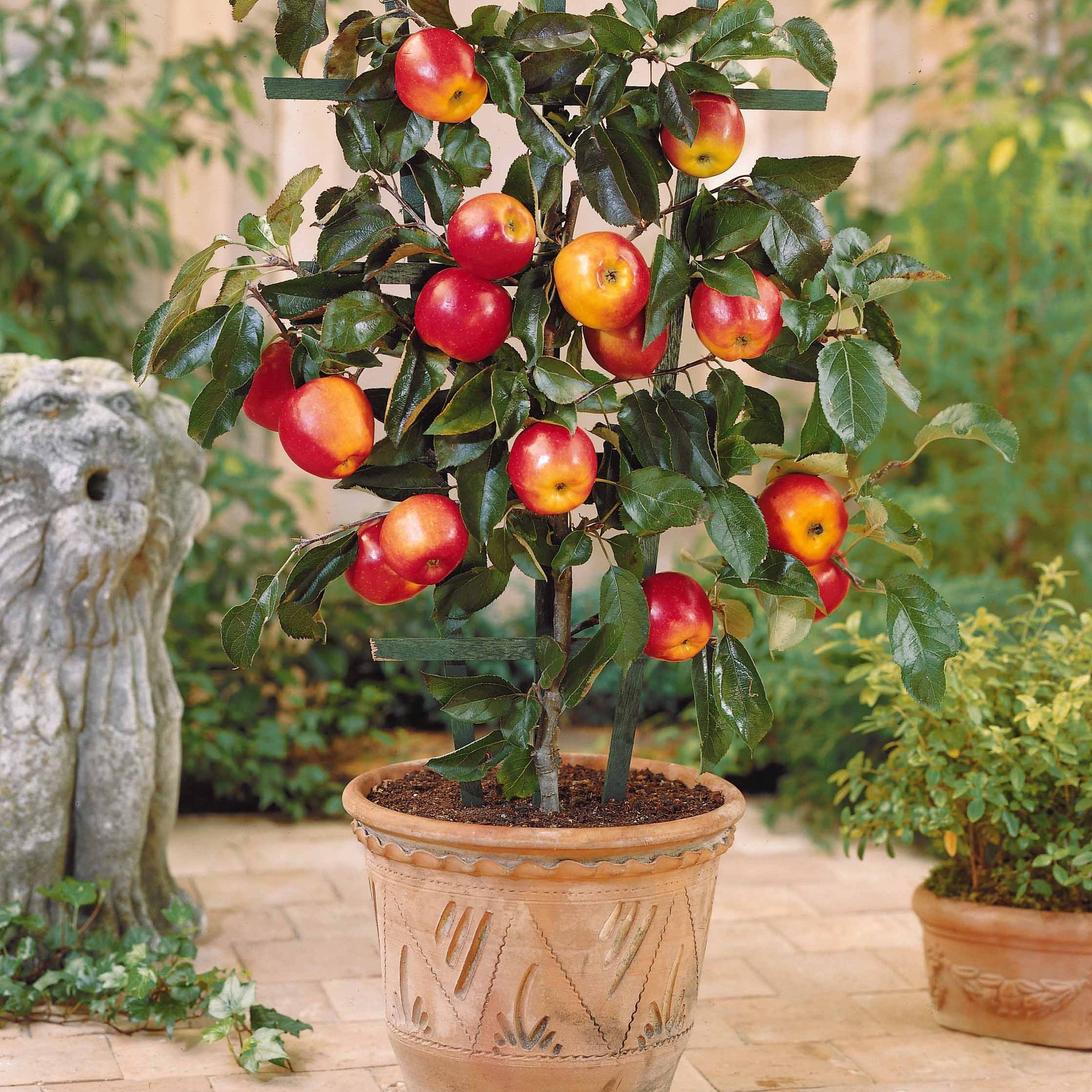 Sommer-Miniobst-Kollektion (x4) - Pyrus communis, Prunus salicina ,Malus domestica, Prunus avium - Willemse