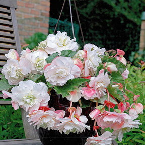 Begonien-Zwiebeln - Duft-Begonien Mischung (x9) - Begonia 'red glory', 'angélique''pink delight'