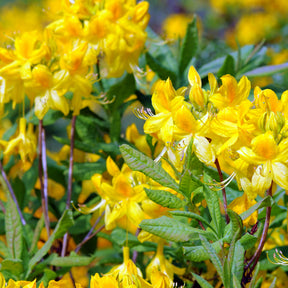 Azaleen - China-Azaleen Kollektion Orange/Gelb/Weiß (x3) - Rhododendron (Azalea) mollis