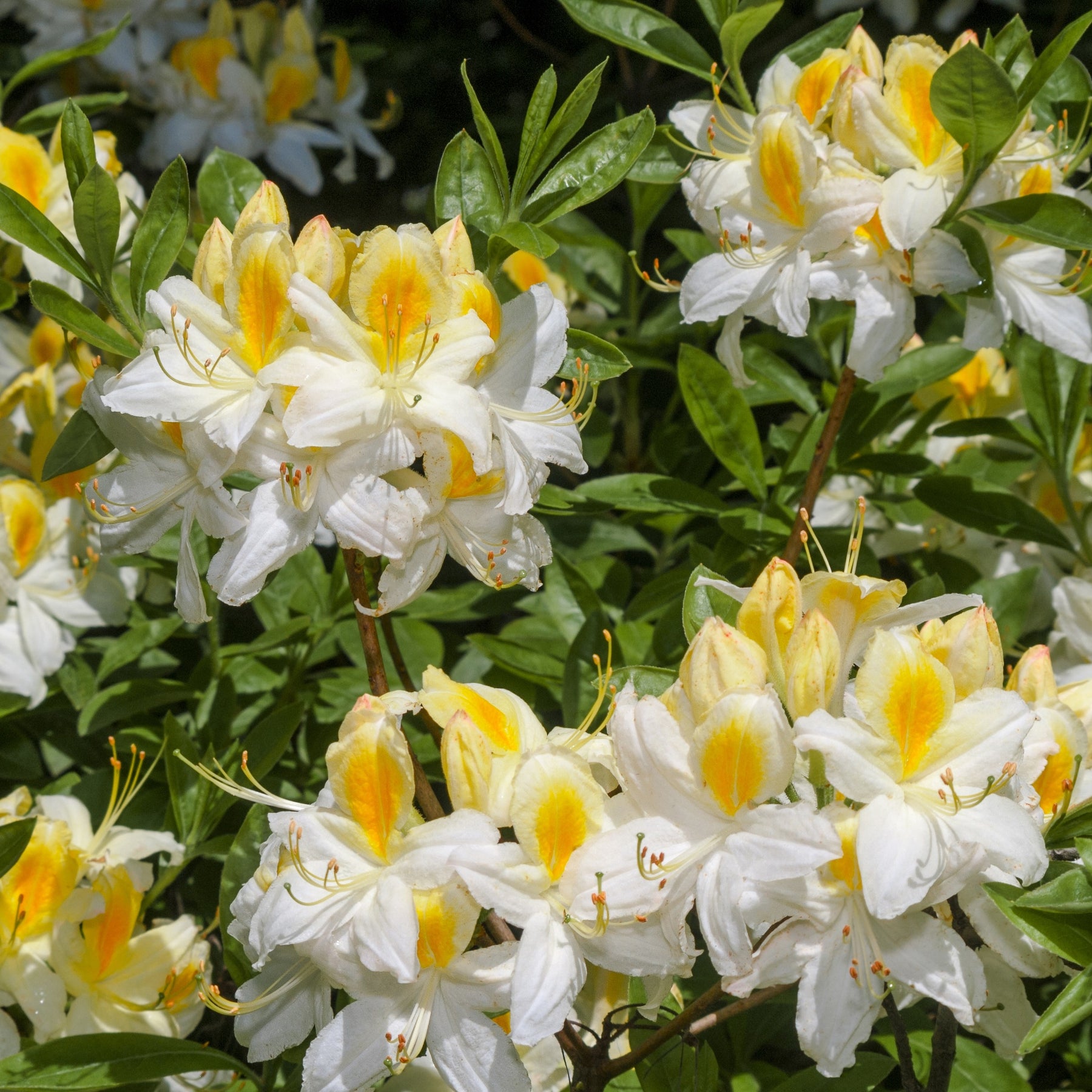 China-Azaleen Kollektion Orange/Gelb/Weiß (x3) - Rhododendron (Azalea) mollis - Willemse