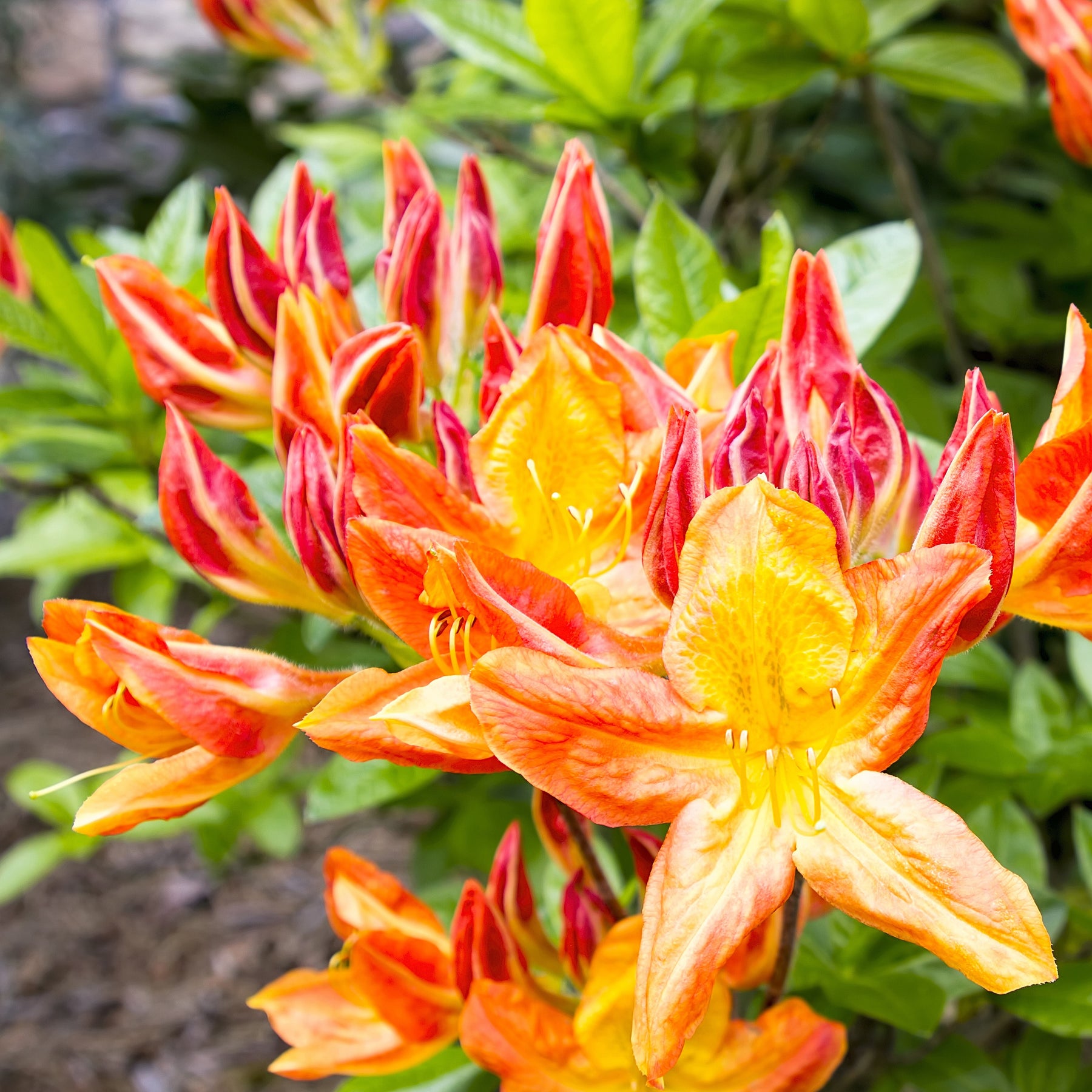 Rhododendron (Azalea) mollis - China-Azaleen Kollektion Orange/Gelb/Weiß (x3) - Azaleen