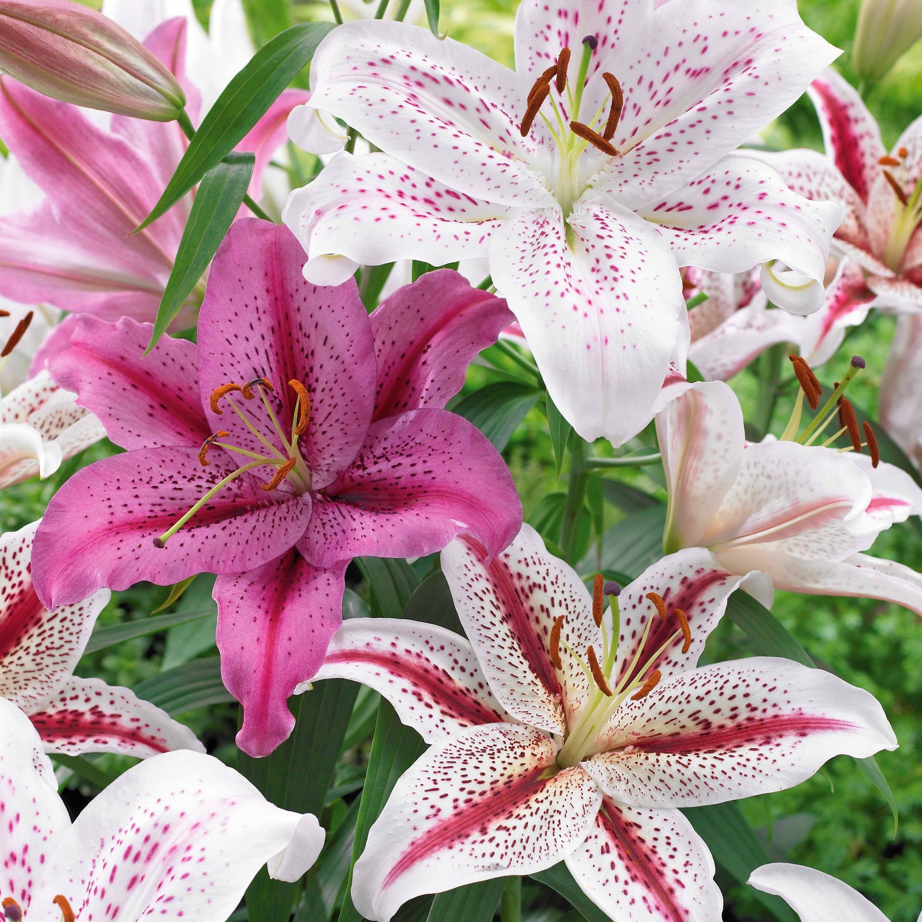 Orientalische Tigerlilien Mischung (x6) - Willemse