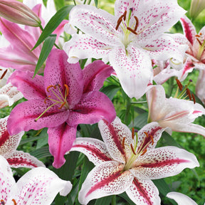 Orientalische Tigerlilien Mischung (x6) - Willemse