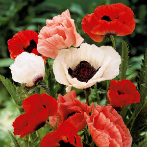 Orientalischer Mohn Mischung (x3) - Papaver orientale - Willemse