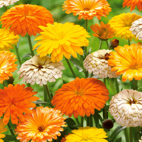 Ringelblumen Mischung (x3) - Willemse