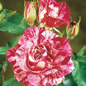 Rosa 'black baccara', 'candy stripe', 'helga' - Kollektion Edelrosen (Black Baccara, Candy stripe, Helga) (x3) - Rosen - Nackte Wurzeln