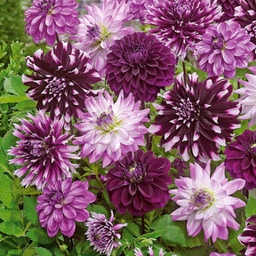 Große Dahlien Mischung (x5) - Dahlien-Zwiebeln - Willemse