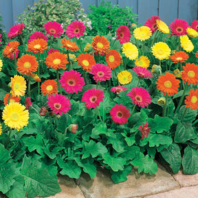 Gerbera Garvinea Mischung (rot, gelb, purpur) (x3) - Willemse