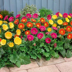 Gerbera Garvinea Mischung (rot, gelb, purpur) (x3) - Garvinea 'viviane', 'rachel', 'pam' - Willemse