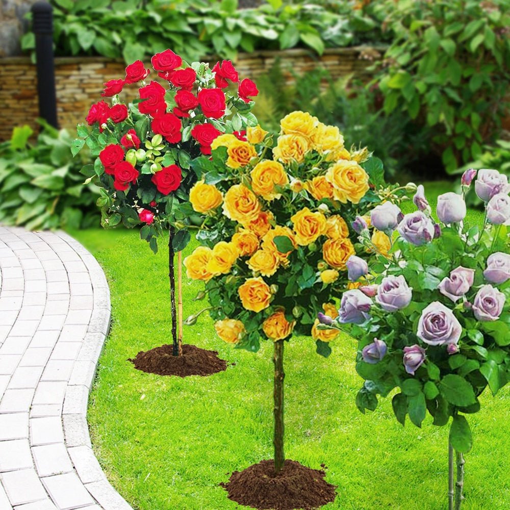 Stammrosen-Kollektion (x3) - Rosa 'walztime' 'sunsilk''dame de coeur' - Willemse