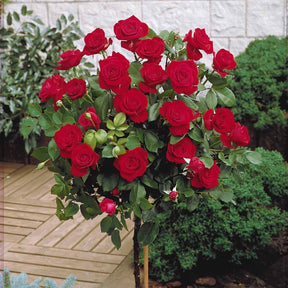 Stängelrosen - Stammrosen-Kollektion (x3) - Rosa 'walztime' 'sunsilk''dame de coeur'