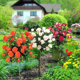 Hochstammrosen-Kollektion 'Ramona', 'Korbin', 'Osiria' (x3) - Rosa 'ramona', 'korbin', 'osiria' - Willemse