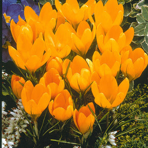 Krokus-Mischung mehrfarbig (x60) - Crocus 'yellow mammouth', 'flower record', 'jeanne - Willemse