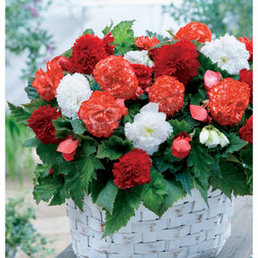 Begonie fimbriata Mischung (x9) - Willemse