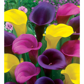 Calla Mischung (rosa + gelb + purpur) (x3) - Zantedeschia - Willemse