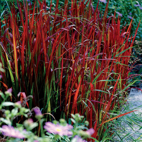 Bunte Gräser Mischung (x3) - Imperata cylindrica Red Baron, Carex oshimensis Evergreen, Festuca glauca
