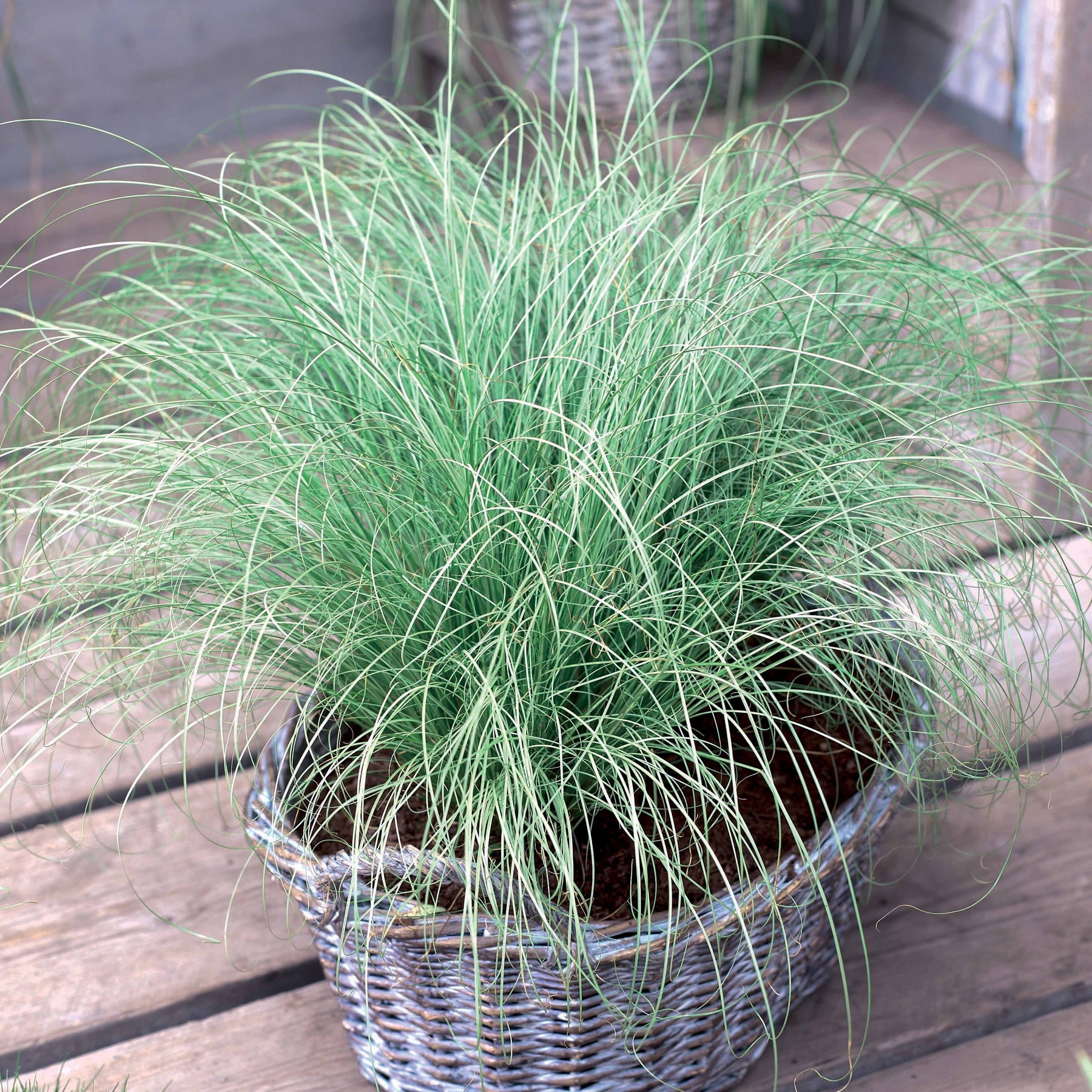 Stauden - Ziergräser Mischung (x3) - Imperata cylindrica Red Baron, Carex oshimensis Evergreen, Festuca glauca