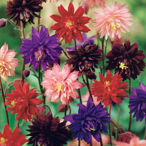 Halbakelei Barlow Mischung (x3) - Aquilegia vulgaris barlow - Willemse