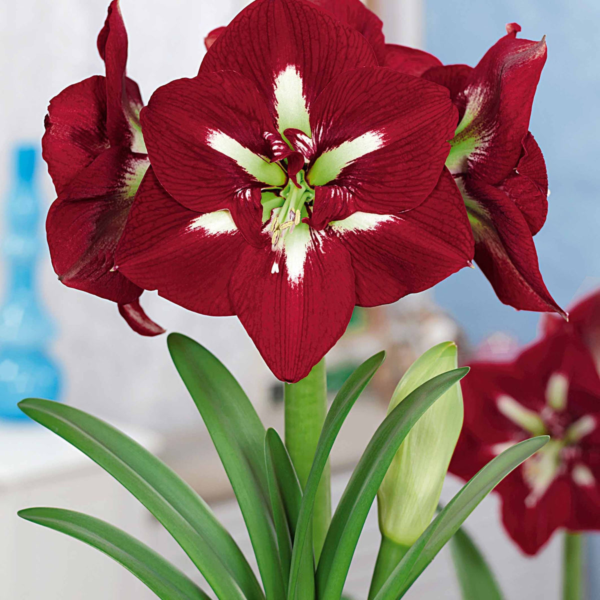 Riesen-Amaryllis-Kollektion (x2) - Amaryllis barbados , exposure - Willemse