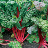 Rhabarber Mangold Rhubarb Chard - Beta vulgaris cicla - Willemse
